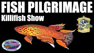 Fish Convention Road Trip: Killifish Show