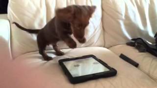 Cute Puppy Plays With iPad App