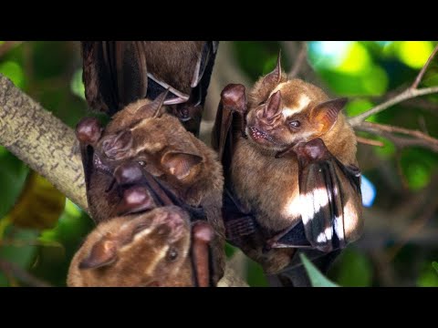 Bat Sound | Bats Sound Effect 2022 | Bat Noises | No Music - YouTube