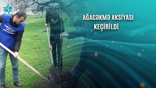 Zaqatalada iki minə yaxın ağac əkildi  | Kanal S Xəbər