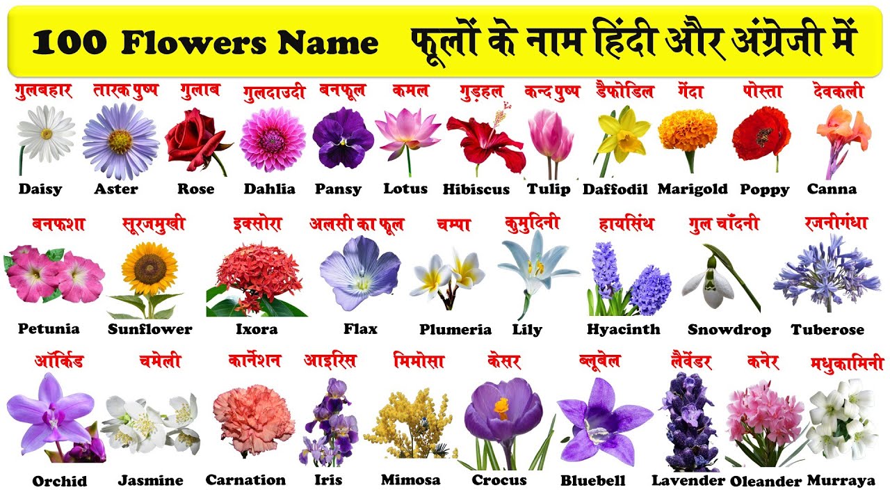 10 Flowers Name In English To Hindi | Best Flower Site