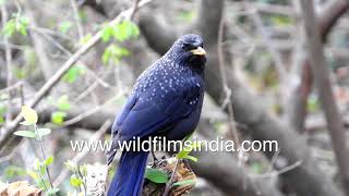 Blue Whistling Thrush: handsome Himalayan bird with spangled violet plumage