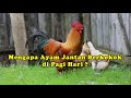 Mengapa Ayam Jantan Berkokok di Pagi Hari ?