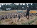 duck farming in india telugu village farming business youtubevideos bathula pempakam in telugu