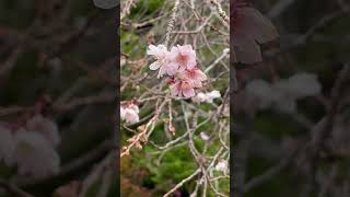 今が見頃🌸秋咲きの不断桜✨