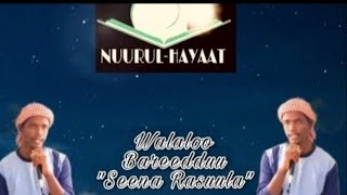 Walaloo Bareeddu tan Seena Rasuula jettu (S.A.W)    #subscribe #like #share