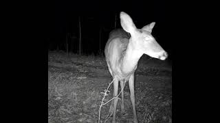 Short 02 from Ep 060 #nature #blackbear #appalachia #appalachian #browningtrailcam #westvirginia