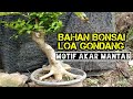 Bahan Bonsai Loa gunung / Gondang  motif perakaran mantab