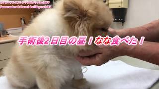 手術後2日目の昼！なな食べた！Daytime on the second day after surgery! Nana ate snack !ポメラニアン\u0026フレンチブルドッグ Pomerani