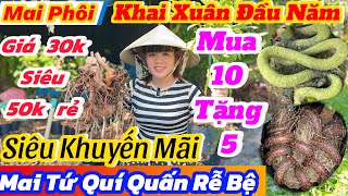 29/01☎️ 0342241358☎️🌴khai Xuân ưu đãi🌴30k mua 10 tặng 5-mai tứ quý quấn rễ bệ-khuyến mãi lớn