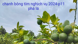 chanh bông tím nghịch vụ 2024-p11, phá lá ( xổ lá )