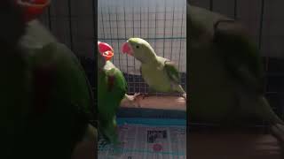 Alexander parrot|পাহাড়ী চন্দনা ##reels #2024 #parrot #parrottalking #parrotlover #babyparrot