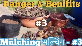 How To Mulch| Dangers/Problems/Solution \u0026 Benefit|मल्चिंग की पूरी जानकारी|Mulching Technique Part #3