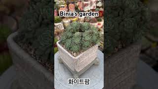 #비니아 #화아트팜 #화이트팜철화 #다육식물 #succulent