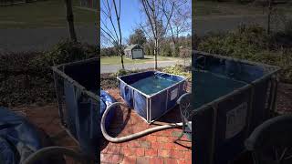 Pond Cleaning Tip: RE-USE WATER! | #shorts