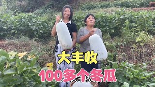 今年的冬瓜大丰收了，婆媳俩全部摘回来，一共有100多个冬瓜