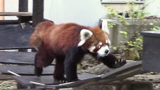 レッサーパンダ「風太」（千葉市動物公園） Red Panda [ Fuuta ]