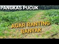 PANGKAS PUCUK PENYUNATAN SEMANGKA/TEMBIKAI