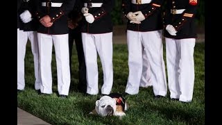 Sgt. Chesty XIV, the bulldog, retires as Marine Corps mascot.