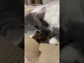 ねむねむの猫、ウルの寝入るまで。　　　 猫のいる暮らし 多頭飼い cutecat cat ねこ かわいい shorts