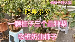 山东沂蒙大集上，老桩梨和老桩柿子棵棵都是满树爆果，价格真便宜