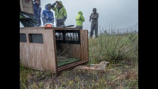 The Eastern Bristlebirds Long Road to Recovery