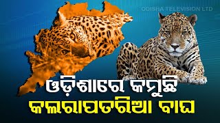 Odisha witnesses sharp drop in Leopard population, losing 192 in the past four years