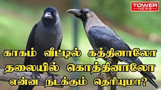 காகம் வீட்டில் கத்தினாலோ தலையில் கொத்தினாலோ என்ன நடக்கும் தெரியுமா? | crow cawing spiritual meaning