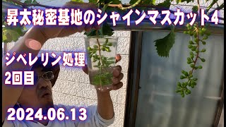 Shota's Secret Base Shine Muscat 4 Second Gibberellin Treatment Japan Farming