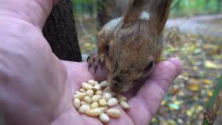 Молодые белки / Young squirrels