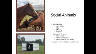 Healthy Horse Housing