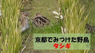 京都でみつけた野鳥：タシギ