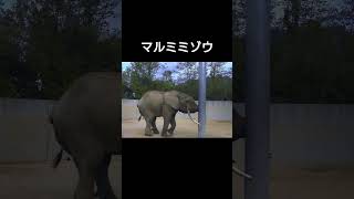 マルミミゾウの発情期#shorts #マルミミゾウ#発情期