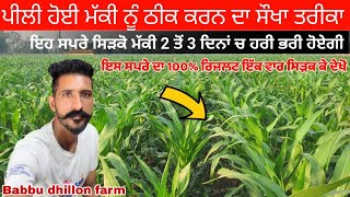 ਪੀਲੀ ਹੋਈ ਮੱਕੀ ਨੂੰ ਠੀਕ ਕਰਨ ਦਾ ਸੌਖਾ ਤਰੀਕਾ। Babbu dhillon farm