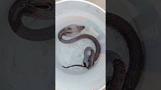 டூவீலர்குள் புகுந்த நாகப்பாம்பு பத்திரமாக மீட்கப்பட்டது #snake babu #madurai #reels #save nature's