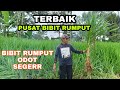 Bibit Rumput Odot Terbaik (Seger). Pusat Bibit Rumput Jawa Barat