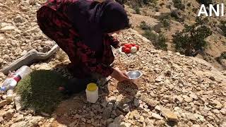 **Daily nomadic life: from keeping sheep to drinking hot tea on top of beautiful hills