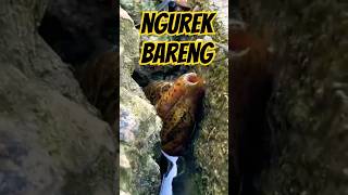 MENAKJUBKAN!!!! MANCING BELUT MONSTER LANGKA #ngurek #mancing #belutmoster