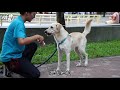 【人生轉角】療癒犬當特教師 秘練20特藝功能 台灣蘋果日報