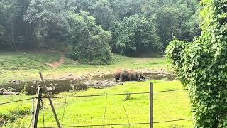 Beauty of Anakulam | Munnar | Wild elephants