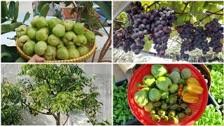 [37] Kinh nghiệm trồng cây ăn quả trong chậu thành công cho người mới bắt đầu.