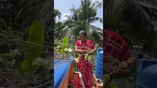 শাশুড়ি মায়ের হাতে নিজের লাগানো চাল কুমড়ো গাছের আজকে চাল কুমড়ো রান্না করল ইলিশ মাছের মাথা দিয়ে