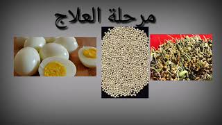 علاج مرض تسيف كناري