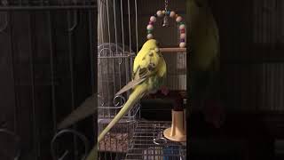 背中で語るインコ🐤　ラスボスの風格