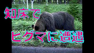 北海道、知床でドライブ中にヒグマの親子に遭遇！　Encountering Wild Brown Bears