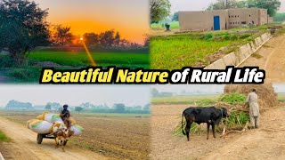 Enjoy Beautiful Nature with Rural Life Full Video||Pakistan Village Morning Routine