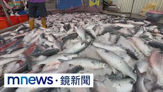 5000尾「烏魚」捕撈上岸！　民眾提麻布袋來搶購｜#鏡新聞