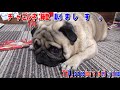 散歩が嫌いな犬に「散歩に行こう」と言うと、固まります（笑）　うちのパグ『おまめ日記』《ブサかわパグ動画》