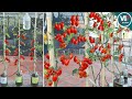 Easy Way to Grow Tomato Plant in Plastic Bottles| Using Kitchen Waste