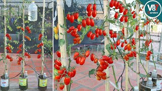 Easy Way to Grow Tomato Plant in Plastic Bottles| Using Kitchen Waste